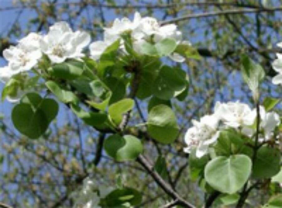 Wild pear