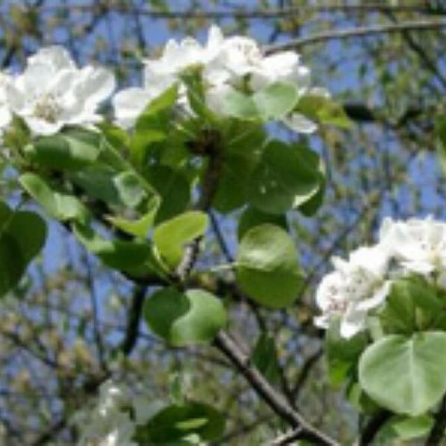 Pyrus pyraster — flower