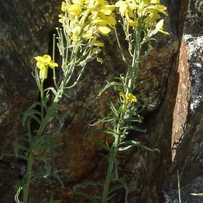 Erysimum nevadense — flower