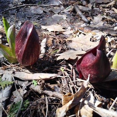 Symplocarpus foetidus — flower