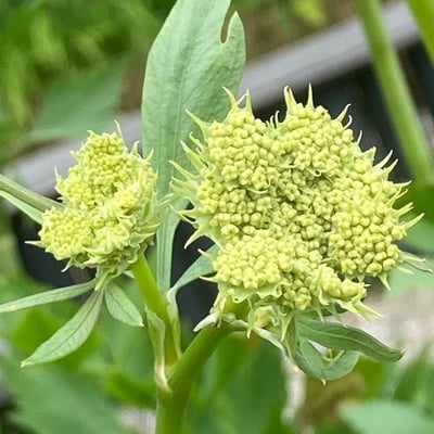 Levisticum officinale — flower