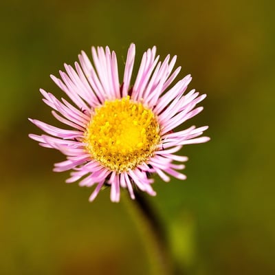 Erigeron uniflorus — flower