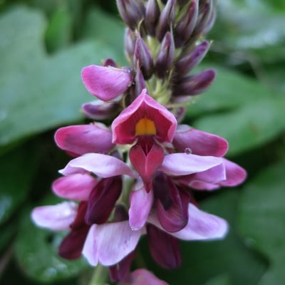 Pueraria montana — flower