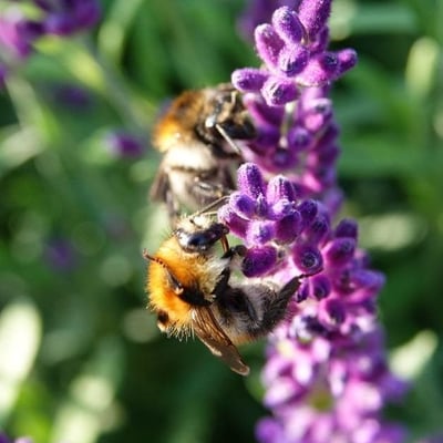 Lavandula angustifolia — flower