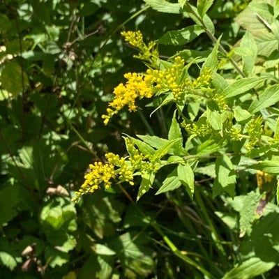 Solidago rugosa — flower