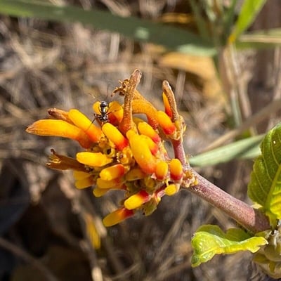 Palicourea rigida — flower