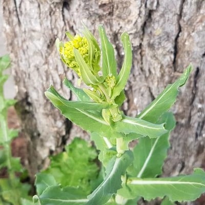 Myagrum perfoliatum — flower