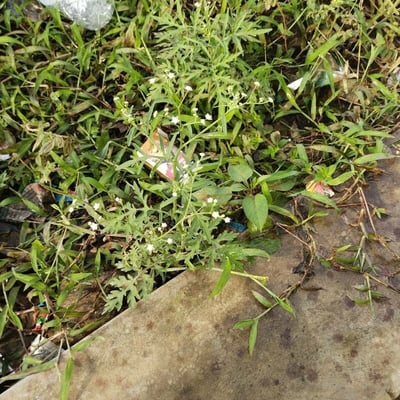Parthenium hysterophorus — flower