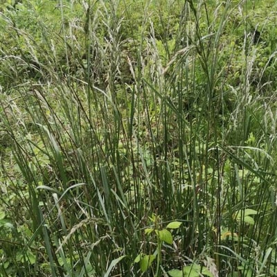 Calamagrostis purpurea — habit