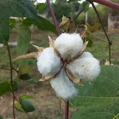 Gossypium arboreum — flower