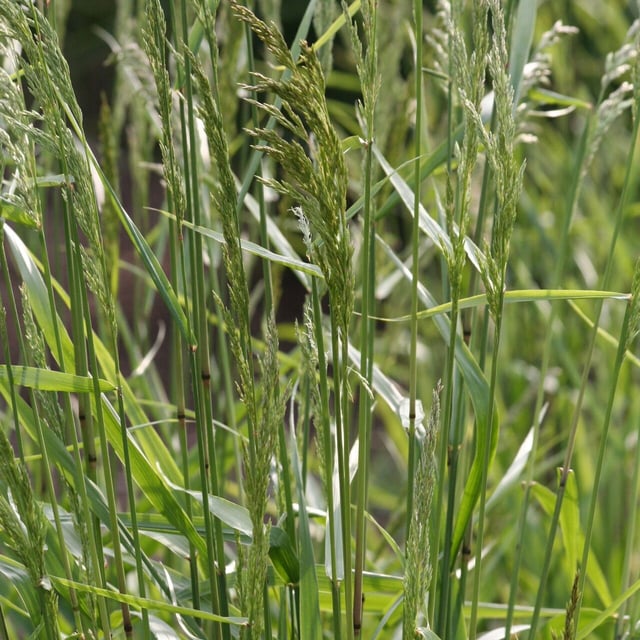 Festuca altissima — flower