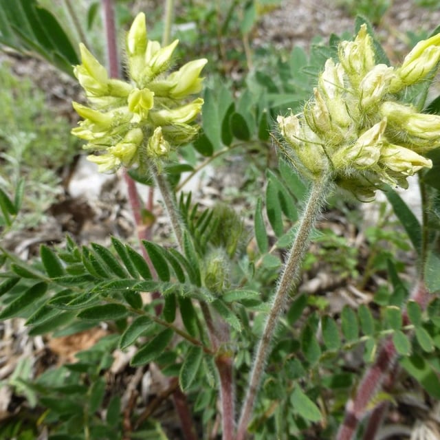 Oxytropis pilosa — flower