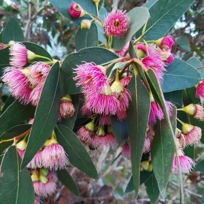 Eucalyptus leucoxylon — flower