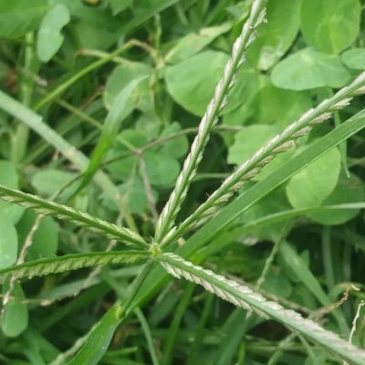 Eleusine indica — flower
