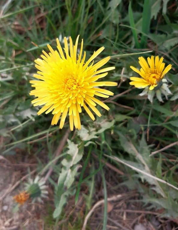 Cut-leaved dandelion