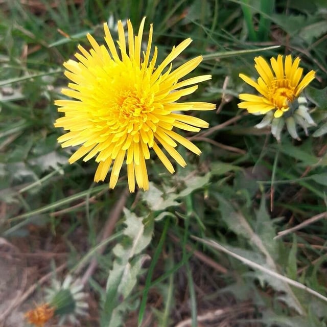 Cut-leaved dandelion