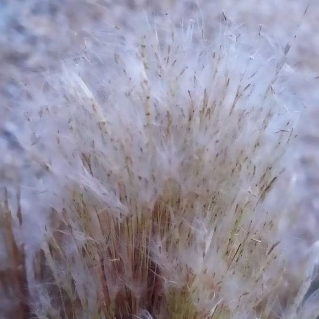Andropogon bicornis — flower