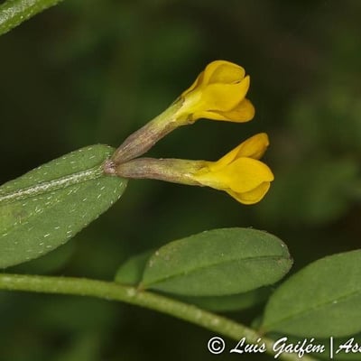 Ornithopus pinnatus — flower