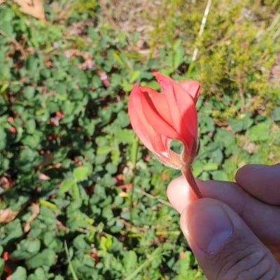 Kennedia prostrata — flower