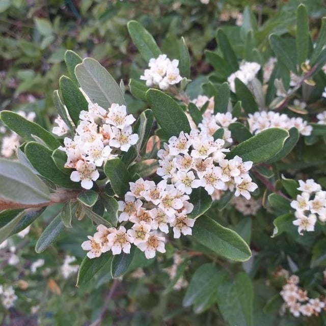 Pyracantha coccinea — flower