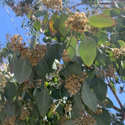 Eucalyptus polyanthemos — flower