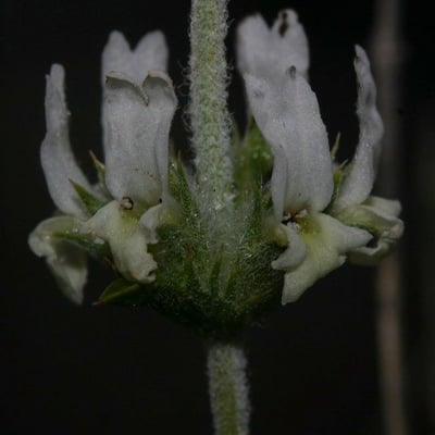 Sideritis leucantha — flower
