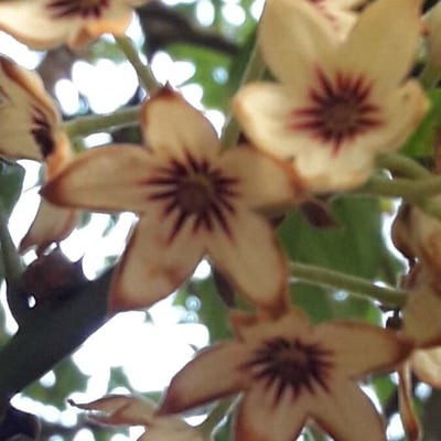 Cola nitida — flower