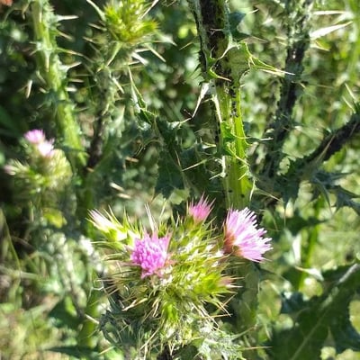 Carduus tenuiflorus — flower