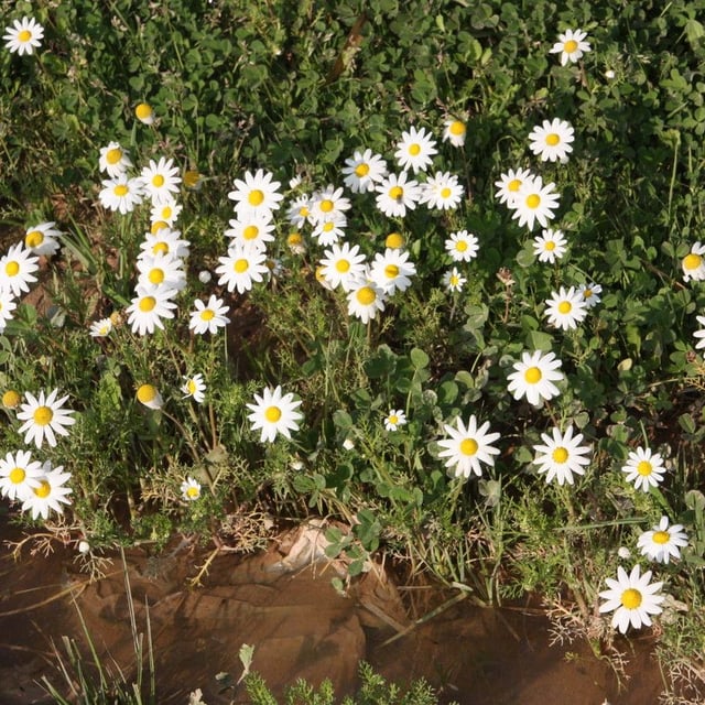 Chamaemelum fuscatum — flower