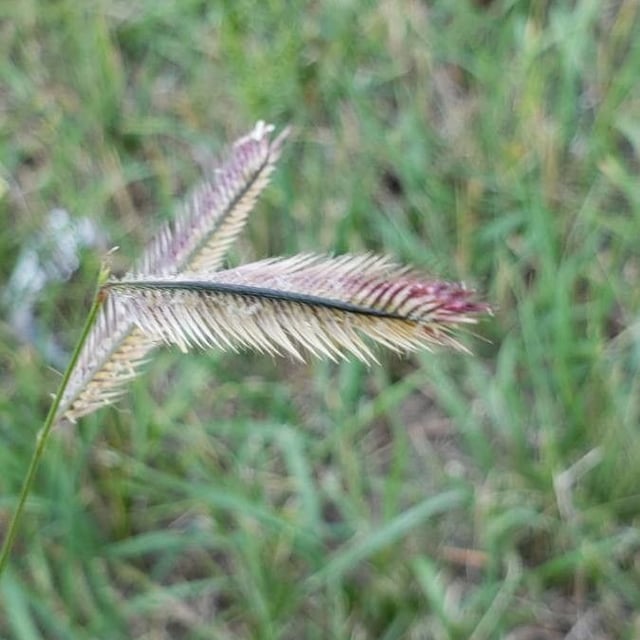 Hordeum brachyantherum — flower