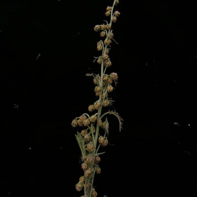 Artemisia gmelinii — habit