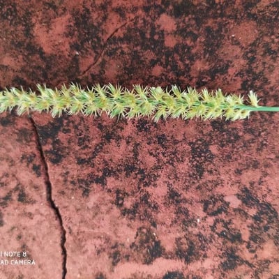 Cenchrus biflorus — flower