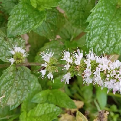 Mentha × rotundifolia — flower