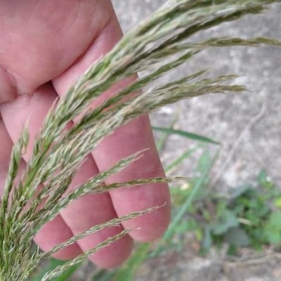 Piptatherum miliaceum — flower