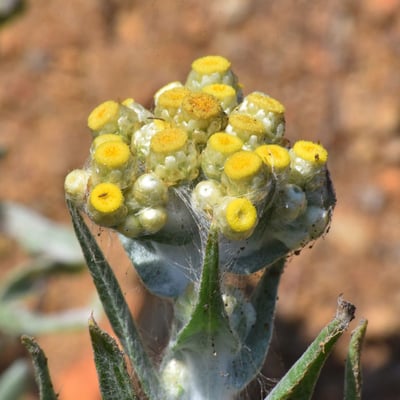 Pseudognaphalium stramineum — flower