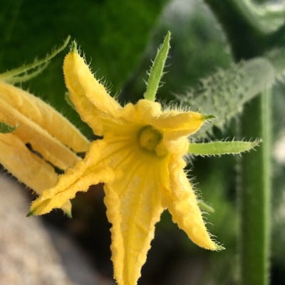 Cucumis sativus — flower