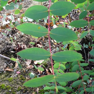 Eucalyptus rubida — leaf