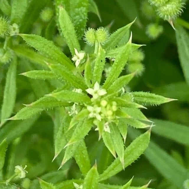 Galium spurium — flower