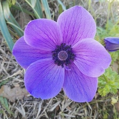 Anemone coronaria — flower