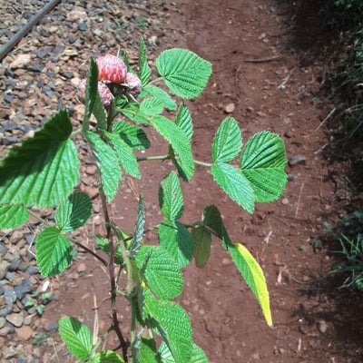Rubus ellipticus — leaf