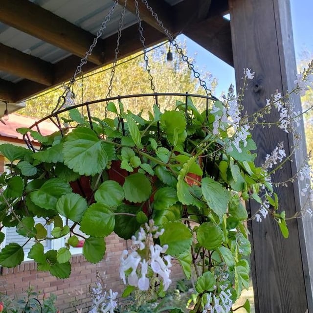 Plectranthus parviflorus — flower