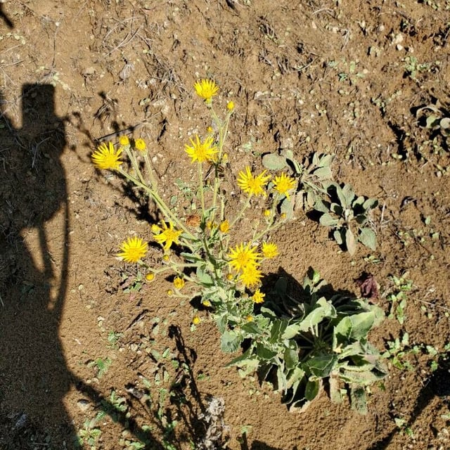 Heterotheca grandiflora — flower