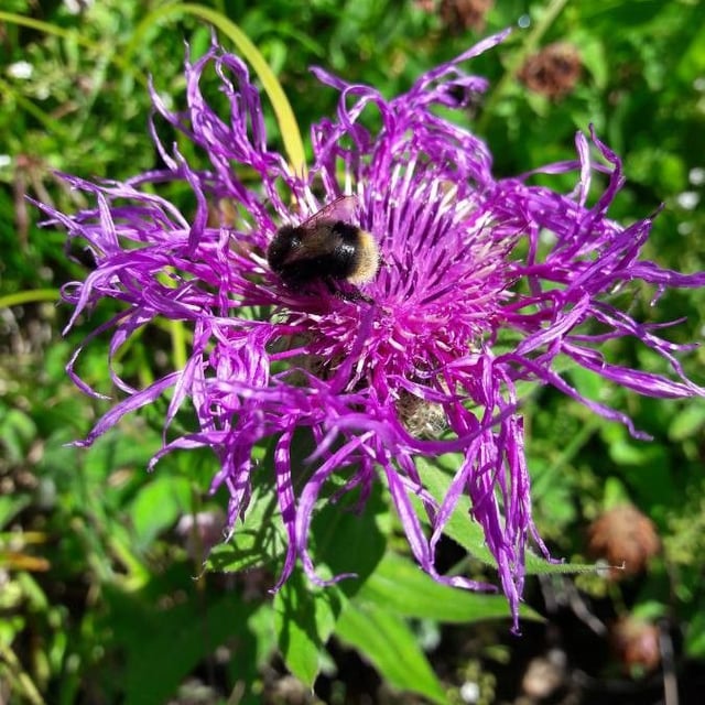Centaurea nervosa — flower