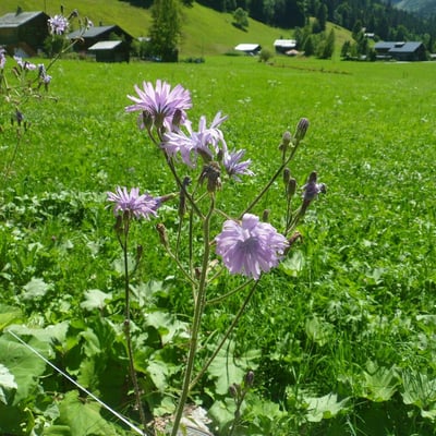 Lactuca plumieri — flower