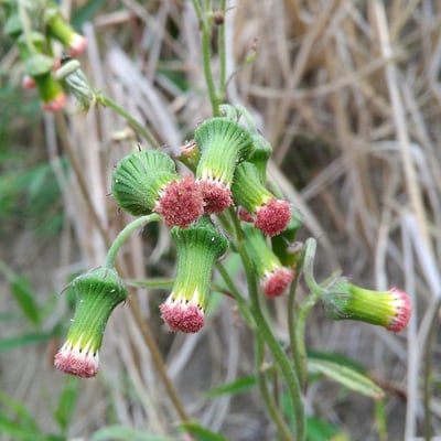 Crassocephalum crepidioides — flower