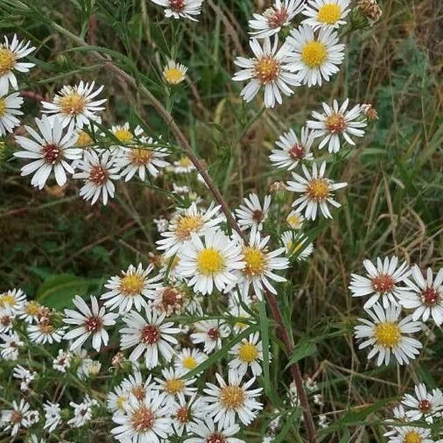 Symphyotrichum ericoides — flower