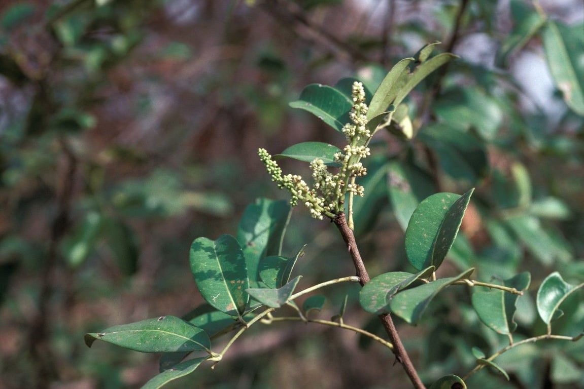Senegal prickly-ash