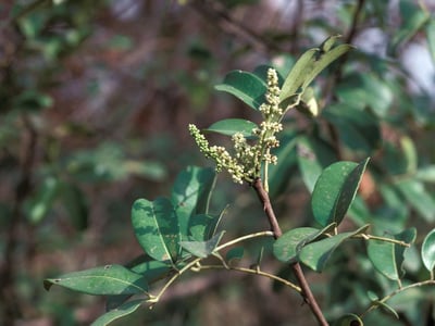Senegal prickly-ash
