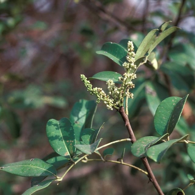 Senegal prickly-ash