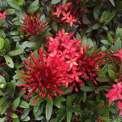 Ixora coccinea — flower